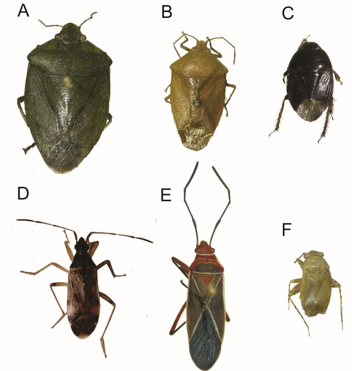 Algunas especies registradas en la región occidental. A: Acrosternum marginatum (Pentatomidae). B: Edessa chlorophyla (Pentatomidae) C: Rhytidoporus indentatus (Cydnidae) D: Ozophora atropicta (Rhyparochromidae) E: Dysdercus suturellus (Phyrrocoridae) F: Rhinacloa cardini (Miridae)