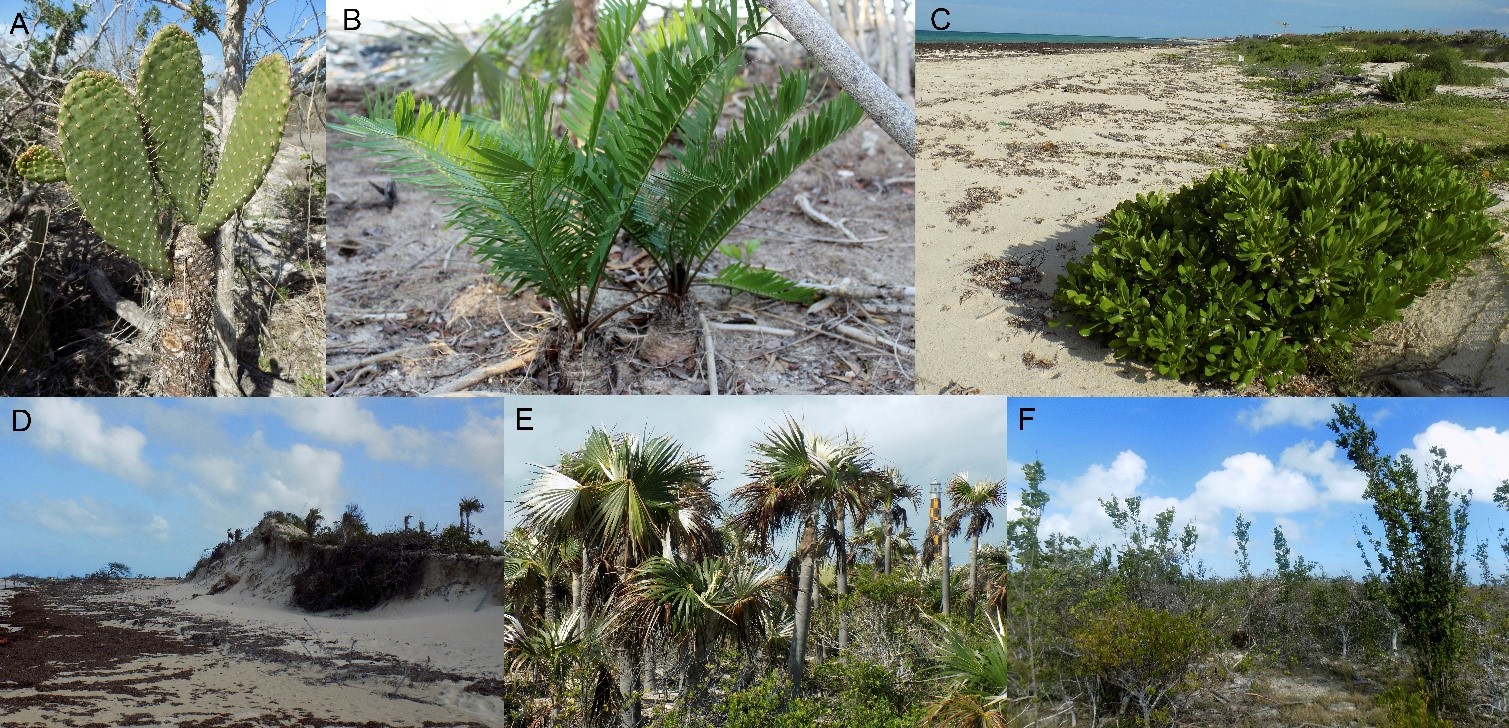 Algunas especies y tipos de vegetación encontrados en cayo Paredón Grande, Ciego de Ávila. A: Consolea millspaughii (Britton) A. Berger subsp. millspaughii, B: Zamia integrifolia L., C: Scaevola serícea Vahl, D: Complejo de vegetación de costa arenosa, E: Matorral xeromorfo costero, F: Manglar mixto.